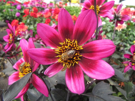 Dahlia - purperroze (donker blad)