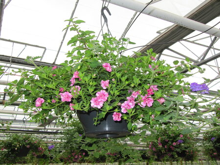 Hangpot 30 cm: Mix BEPERKT ASSORTIMENT!