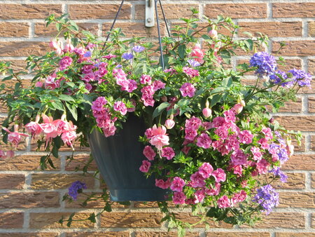 Hangpot 30 cm: Mix BEPERKT ASSORTIMENT!