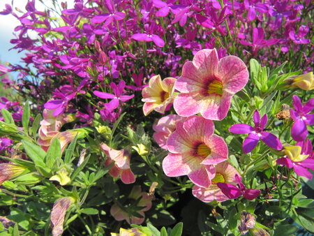 Hangpot 30 cm: Mix BEPERKT ASSORTIMENT!