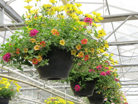 Hangpot 30 cm: Mix BEPERKT ASSORTIMENT!