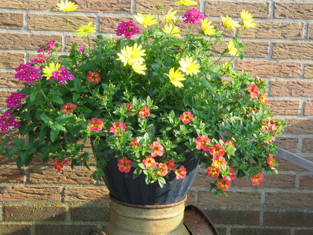 Hangpot 30 cm: Mix BEPERKT ASSORTIMENT!