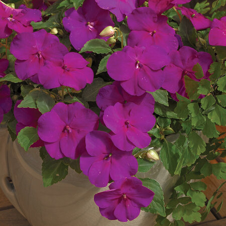 Impatiens - violet