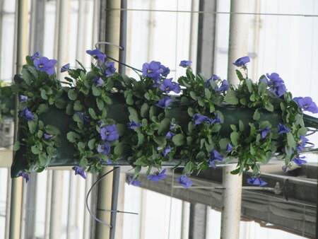 Flowerbag met kleinbloemige violen