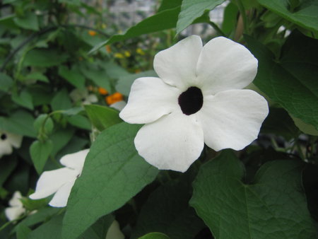 Thunbergia wit (19 cm pot)